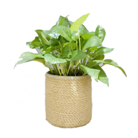 Wholesale eco-friendly seagrass Woven Planter Basket